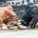 State imposes Ban on Bull and Animal Fights
