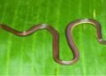 Garo Hills Hides New Snake