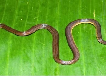 Garo Hills Hides New Snake