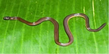 Garo Hills Hides New Snake