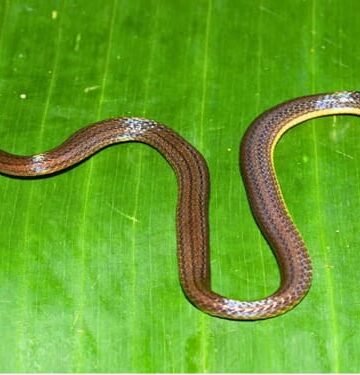 Garo Hills Hides New Snake