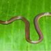 Garo Hills Hides New Snake
