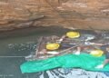 Unidentified Body Recovered From Abandoned Coal Mine in East Jaintia Hills