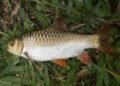 State Crowns Chocolate Mahseer ‘Khasaw’ As State Fish
