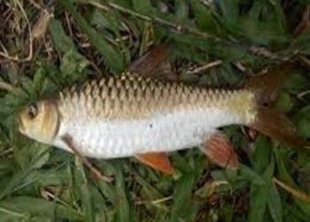 State Crowns Chocolate Mahseer ‘Khasaw’ As State Fish