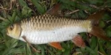State Crowns Chocolate Mahseer ‘Khasaw’ As State Fish