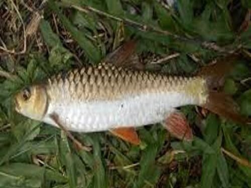 State Crowns Chocolate Mahseer ‘Khasaw’ As State Fish