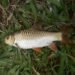 State Crowns Chocolate Mahseer ‘Khasaw’ As State Fish