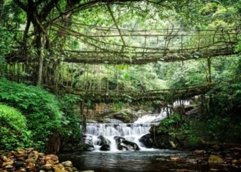 State Pays Communities To Guard Forests As Green Cover Grows