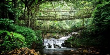 State Pays Communities To Guard Forests As Green Cover Grows