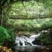 State Pays Communities To Guard Forests As Green Cover Grows