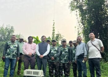Meghalaya Gives Pangolin, Civet Second Chance In Wild