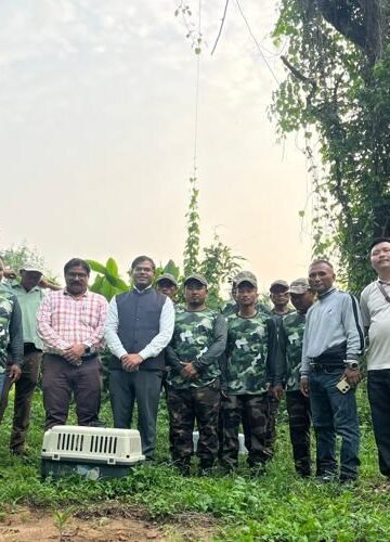 Meghalaya Gives Pangolin, Civet Second Chance In Wild