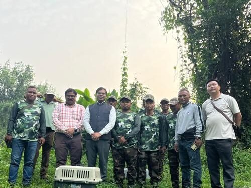 Meghalaya Gives Pangolin, Civet Second Chance In Wild