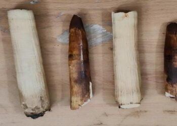 “Tusk And Scales Bust”: State Forest Dept Nets Traffickers In Back-To-Back Raids