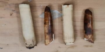 “Tusk And Scales Bust”: State Forest Dept Nets Traffickers In Back-To-Back Raids