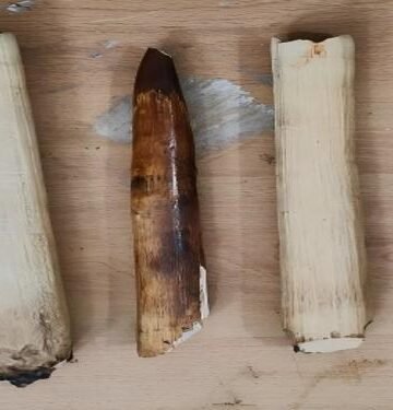 “Tusk And Scales Bust”: State Forest Dept Nets Traffickers In Back-To-Back Raids