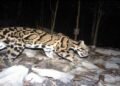 Meghalaya Unveils “Mission Clouded Leopard” To Save State Animal