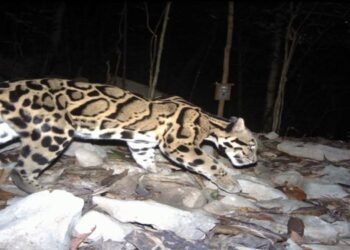 Meghalaya Unveils “Mission Clouded Leopard” To Save State Animal