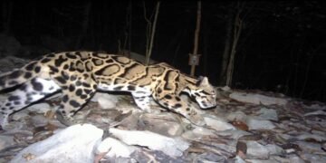 Meghalaya Unveils “Mission Clouded Leopard” To Save State Animal