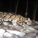 Meghalaya Unveils “Mission Clouded Leopard” To Save State Animal