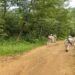 Kuki village under attack in Manipur; 2 killed